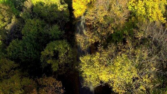 空中拍摄的树木在美丽的秋天的颜色在山区森林