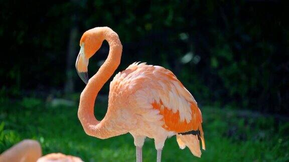 粉红色的火烈鸟或普通的火烈鸟是一种鸟类从火烈鸟目