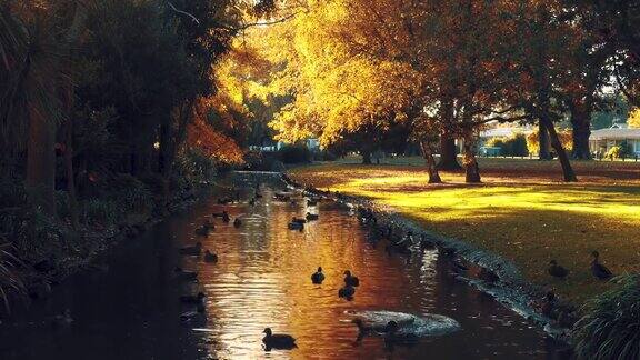 美妙的公园有一个池塘和一座满是鸭子的桥在日出的秋天