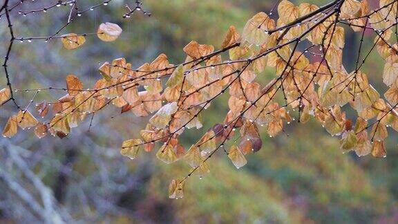 4片落叶在雨中飘落