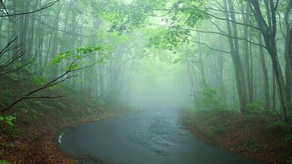 汽车在雾中穿过森林