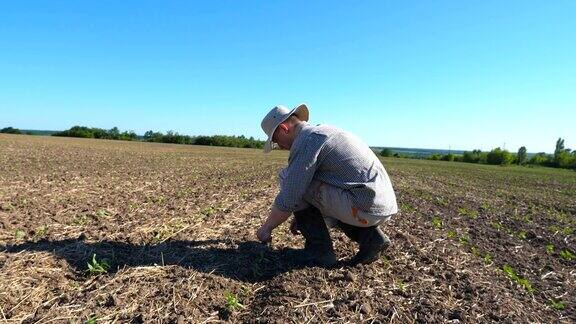 愤怒的男性农民的侧面检查周围的绿色芽在田间干燥的土壤