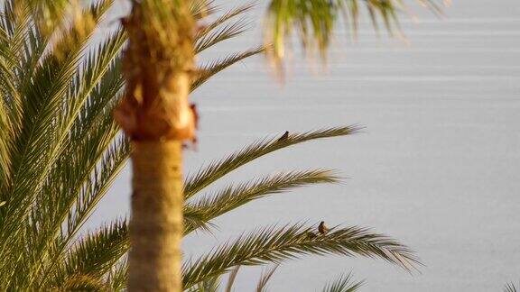 小鸟坐在美丽的棕榈树上4K慢镜头60fps