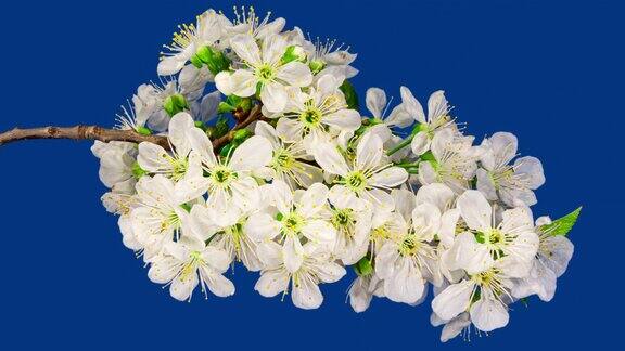 樱桃树枝上的白色樱花在蓝色背景上绽放的樱花白色花瓣的创意延时视频