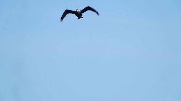 鸟-大鸬鹚(Phalacrocoraxcarbo)飞过天空在一个晴朗的秋天的一天