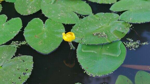 黄莲黄色的睡莲白兰地酒瓶或Spadderdock花在绿叶之间的湖水上水生植物被称为黄芩、黄芪、黄芪、黄芪或黄芪