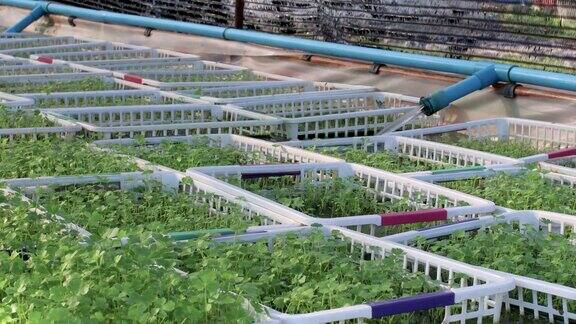 4k水培种植农场婴儿芹菜栽培篮蔬菜种植概念植物栽培种植芹菜植物浇水系统农场管理农场设施照顾和温柔