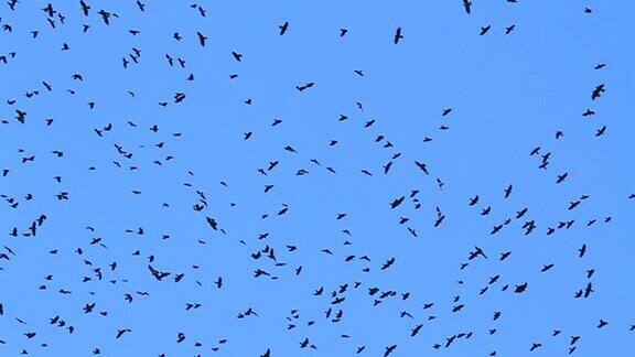 乌鸦在蓝天上飞翔