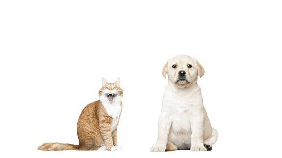 白色背景上的一只拉布拉多小狗和一只红猫