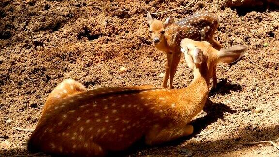 两只野生麋鹿在自然栖息地的阳光下休息