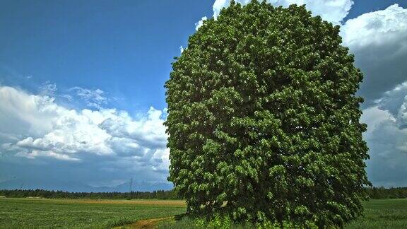 一棵四季不息的大树孤零零地矗立在草地上