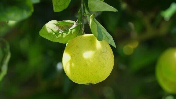 柚子果实挂在树上的特写镜头-柑桔