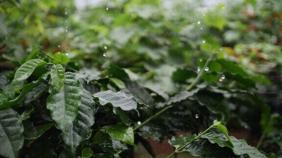 SLOMO咖啡树的绿叶和水滴