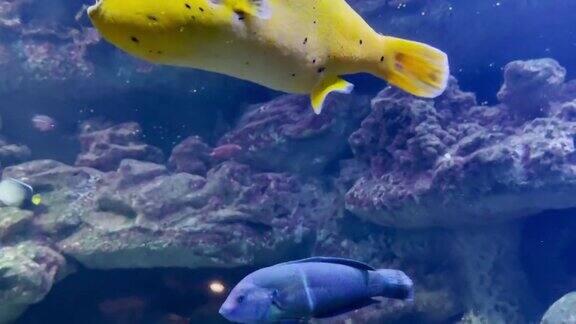 鱼在水族馆