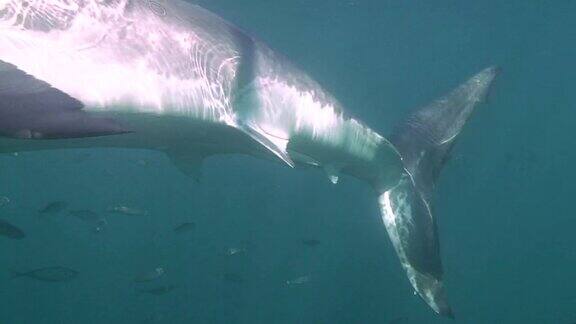 大白鲨(Carcharodoncarcharias)