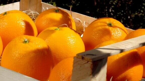 女手把鲜美多汁的橙子放进装有刨花的木盒里