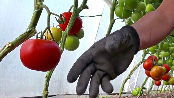 有机培植的西红柿