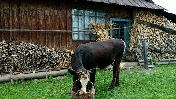 农村奶牛吃