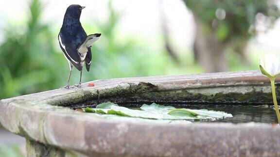 东方喜鹊知更鸟鸟在陶土盆地饮水