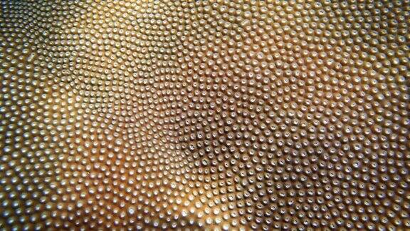 水下近距离拍摄的脑珊瑚(Diploastreaheliopora)纹理自然图案