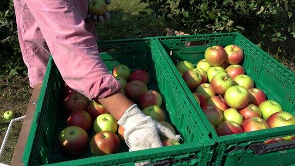 农民把苹果放在板条箱里
