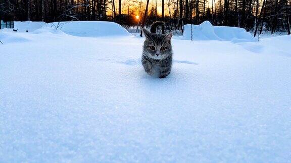 雪地里的猫灰色条纹猫在冬天的雪堆中行走日落的背景