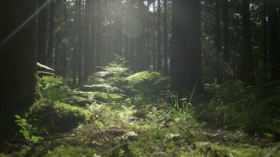 慢镜头:早春阳光明媚的森林地面