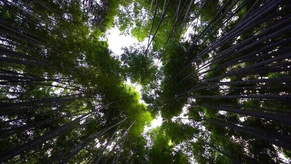 京都岚山美丽的竹林