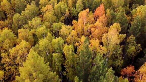 金色的空中无人机飞行在俄罗斯乌拉尔山的秋天森林日落