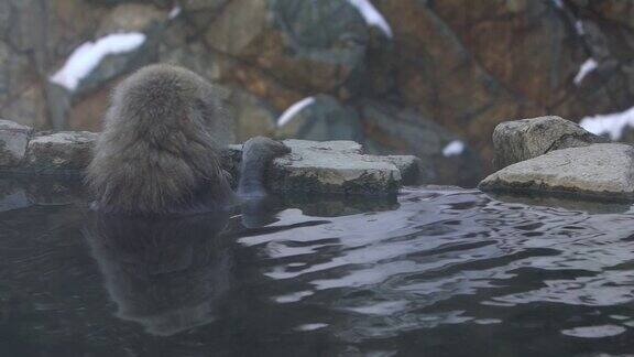 一只野生猴子进入温泉的慢镜头猕猴属fuscata池