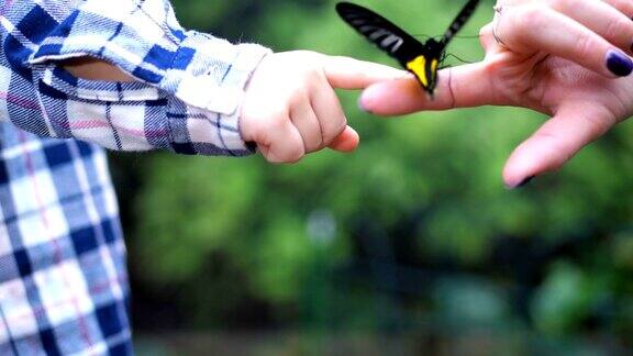 女人的手把一只活蝴蝶传给了孩子的手蝴蝶美丽地扇动着翅膀4k缓慢莫