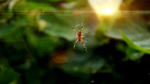 蜘蛛在织蜘蛛网