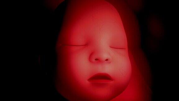 人类婴儿胎儿胚胎4K