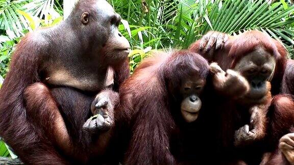 黑猩猩家庭吃