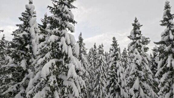 空中的在积雪的云杉林中