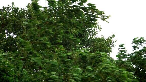 风雨摇动竹树