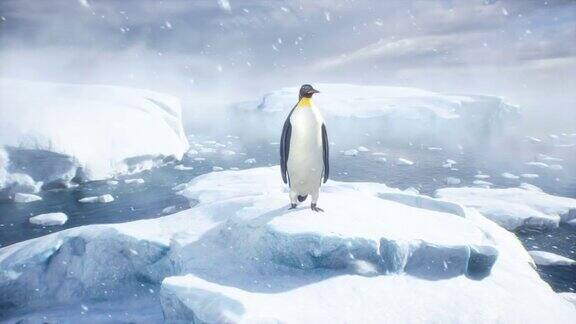 帝企鹅站在冰山中间欣赏着冬天冰冷的海洋冬季自然条件下巨大的高冰川该动画是完美的自然和动物背景
