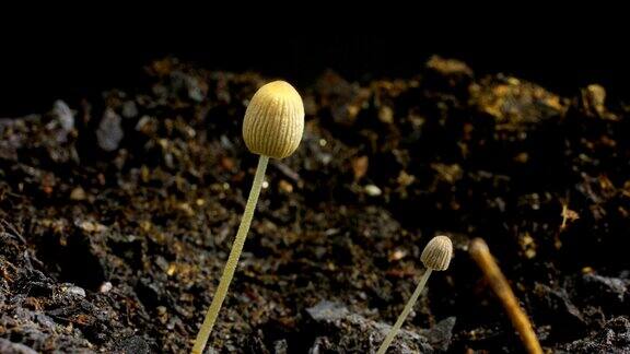 小蘑菇生长和干燥…时间流逝的视频