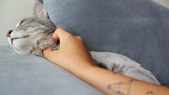 爱抚着可爱的灰猫