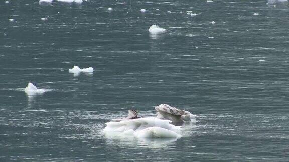 漂浮在阿拉斯加冰川湾国家公园海湾水域的冰块