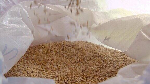农民的手把麦粒倒进带穗的袋子里收割谷物农学家研究谷物的质量商人检查小麦的质量农业特写镜头