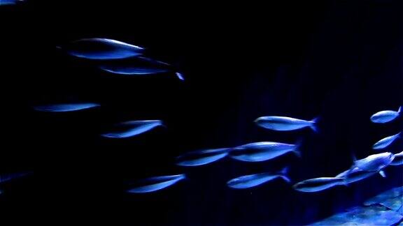一群海鱼朝一个方向快速游动