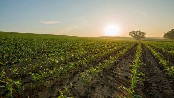 春天玉米地里的日出