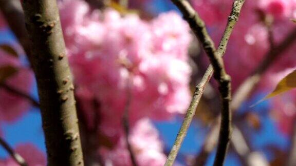 美丽的樱花在春天的时候在蓝色的天空李属寒山