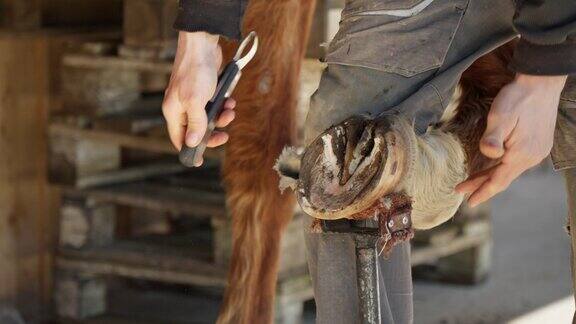 马保健马蹄修复蹄修剪马蹄匠打磨马蹄