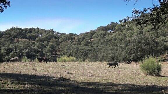 4K黑伊比利亚猪在埃斯特雷马杜拉草原的橡树上吃草