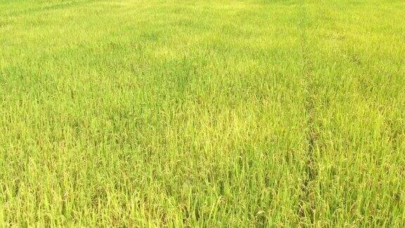 东南亚的稻田