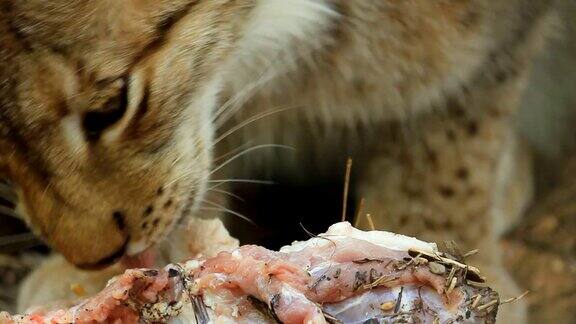 吃肉的山猫