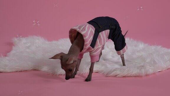 Xoloitzcuintle穿着连身裤站在粉色背景上的白色毯子上肥皂泡在宠物周围飞舞他密切监视着肥皂泡并嗅出肥皂泡破裂的地方缓慢的运动近距离