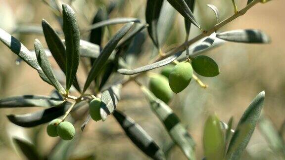 阳光明媚的夏天橄榄树上的橄榄季节性的形象
